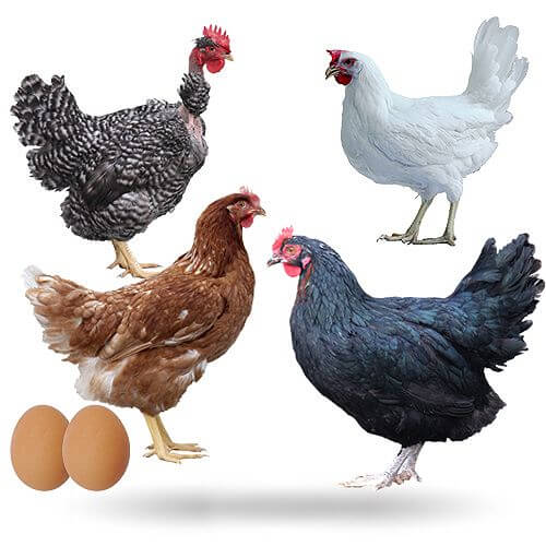 ¿Cómo genera la gallina un huevo sin gallo?