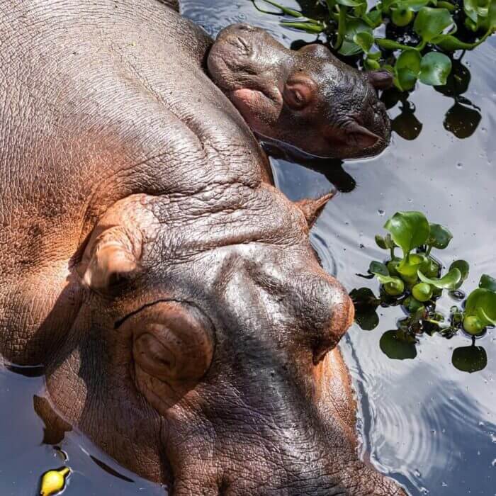 ¿Cómo se le dice al hipopótamo hembra?