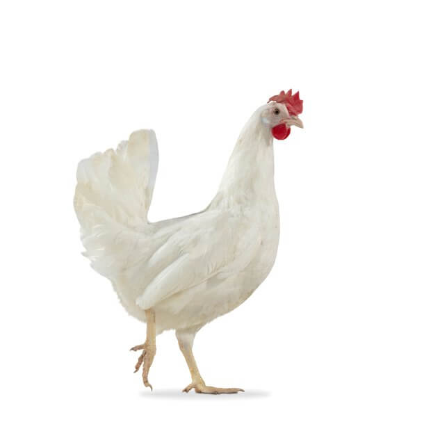 ¿Qué características tiene una gallina?