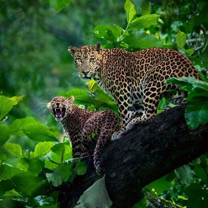 ¿Qué es leopardo y jaguar?