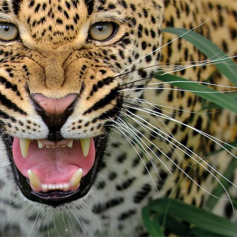 ¿Cuál es el reino del leopardo?