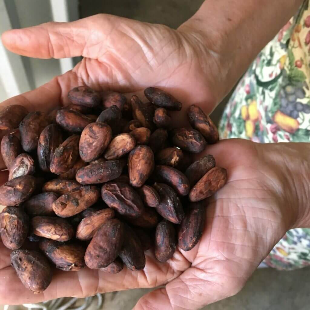 ¿Qué familia pertenece el cacao?