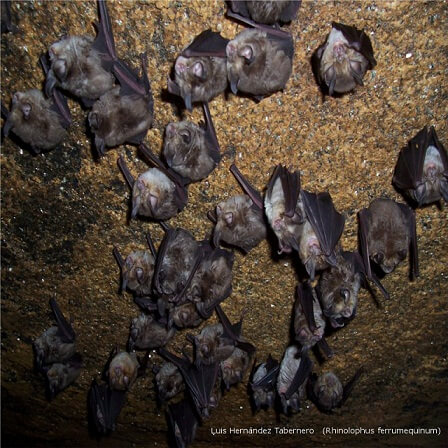 ¿Qué hacen los murciélagos de noche?