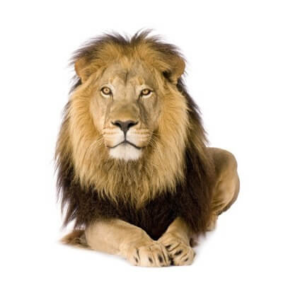 ¿Qué mensaje envía un león cuando ruge?