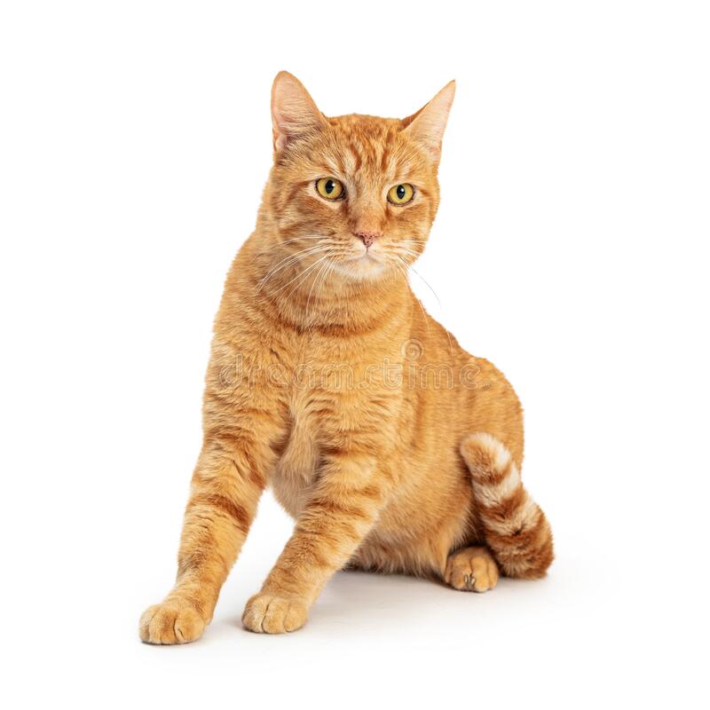 ¿Qué raza son los gatos naranjas?